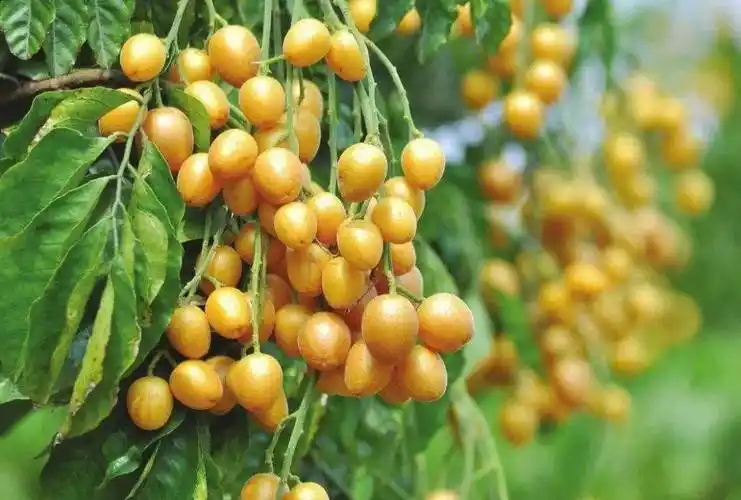 承载了童年酸甜记忆的"黄皮果",全身都是宝!