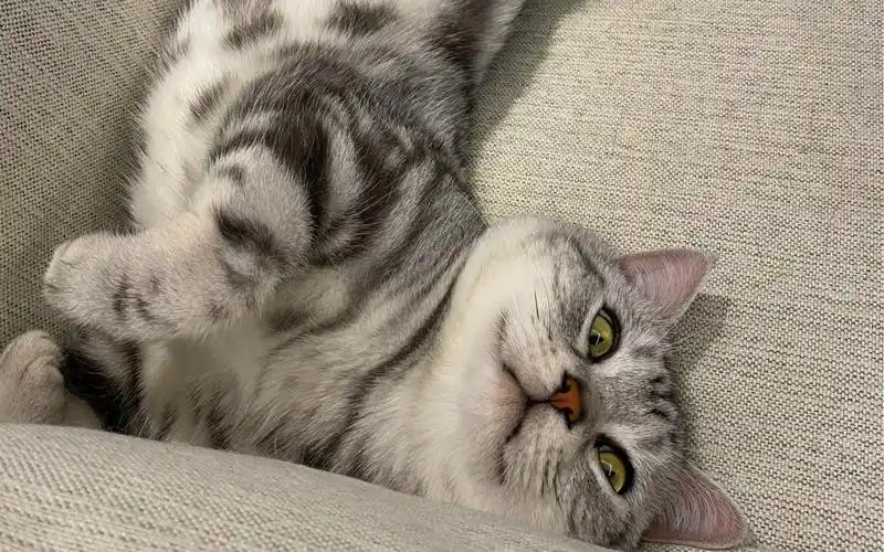 小猫咪的邪魅一笑,你心动了吗?