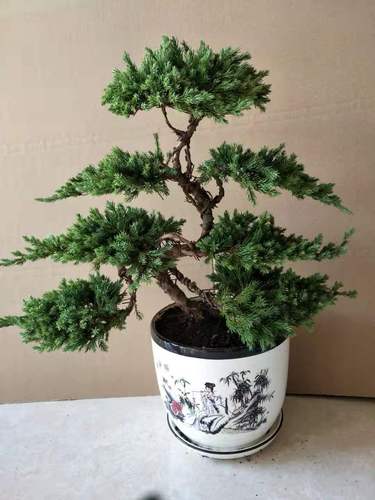 盆景迎客松造型树地耐寒室内办公桌景观盆栽空气绿植