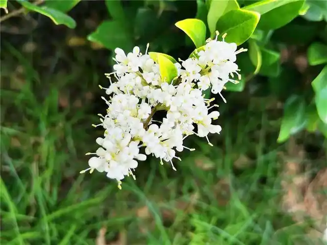 金森女贞属于是常绿小乔木,生长的时候叶片为革质,开花的时间是在每年