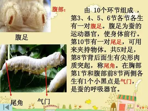 蚕的生长变化ppt