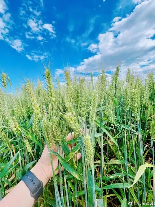 去看成熟的麦子,才惊觉它们长了那么多芒.