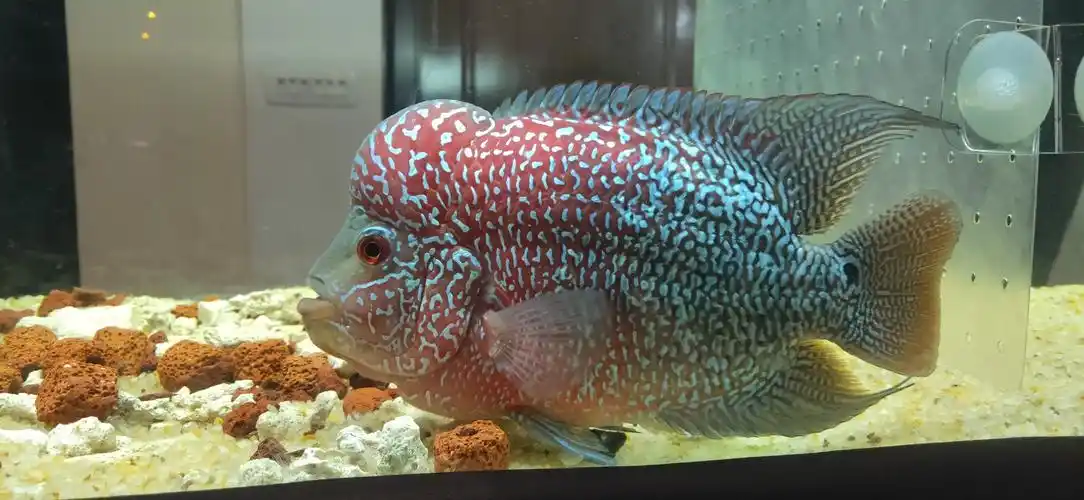 20cm泰金到家12天