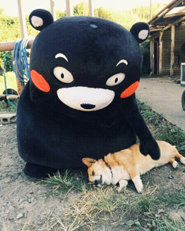 熊本熊摸狗狗动图_熊本熊_动图_狗狗表情