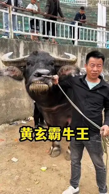 施秉宏泰斗牛城牛王争霸赛将于1月30日-月2日举行为期四天的牛王争霸