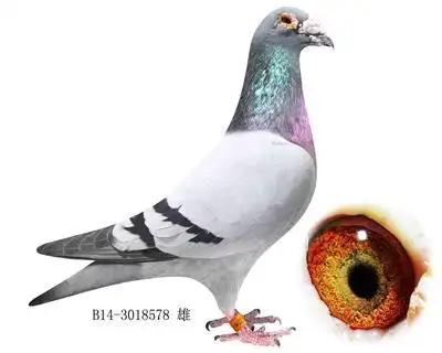 盖比鲁迪回归直女