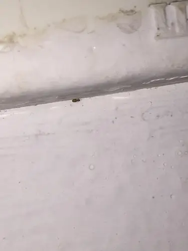 第一张图是什么虫子,和后面几张是一样的虫子吗