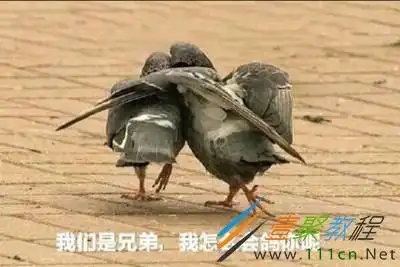 鸽子咕咕咕是什么梗鸽子咕咕咕表情包分享