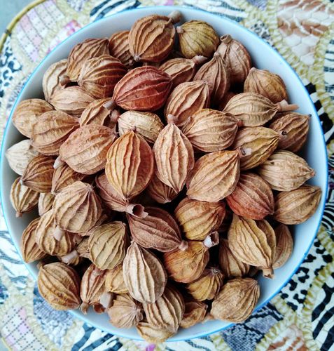 2021新鲜砂仁纯天然云南香砂养胃中药香料500克砂仁