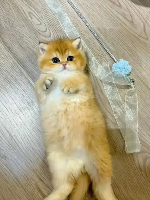 家养金渐层猫猫,因为自己的原因,家里太多猫猫照顾不