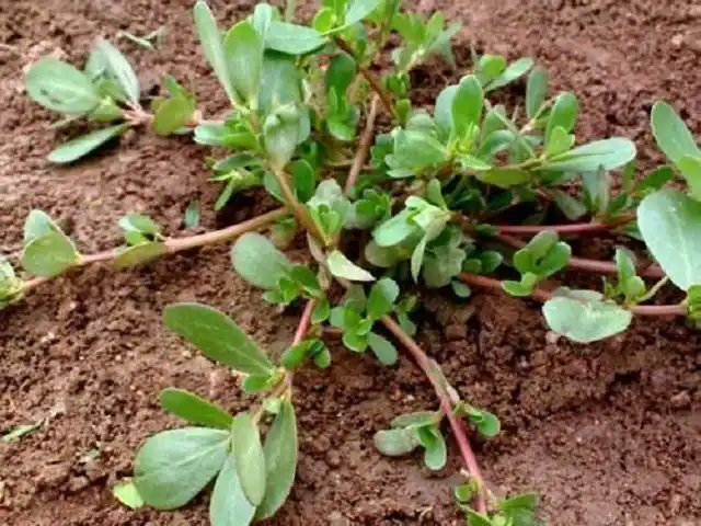 此物别名"太阳草",生命力超强,扎根农田里,农民厌恶药农爱