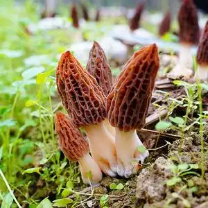 鲜羊肚菌新鲜野生菌羊肚菇菌类蘑菇食用菌煲汤 500g 满2斤包邮