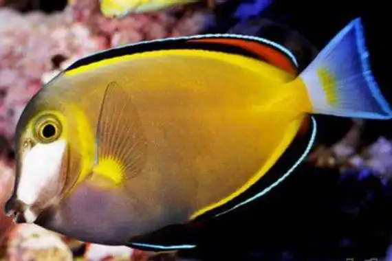 日本刺尾鱼原产自太平洋西部带有手术刀般的尖刺