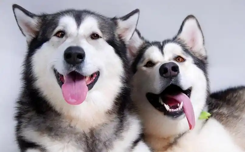 宠物狗的品种及价格图片大全 受欢迎,常见的各种宠物狗图片价格表