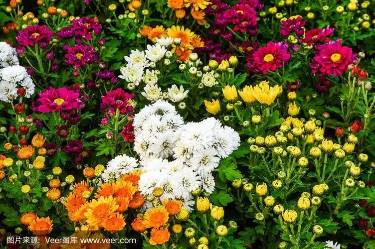 五颜六色的菊花