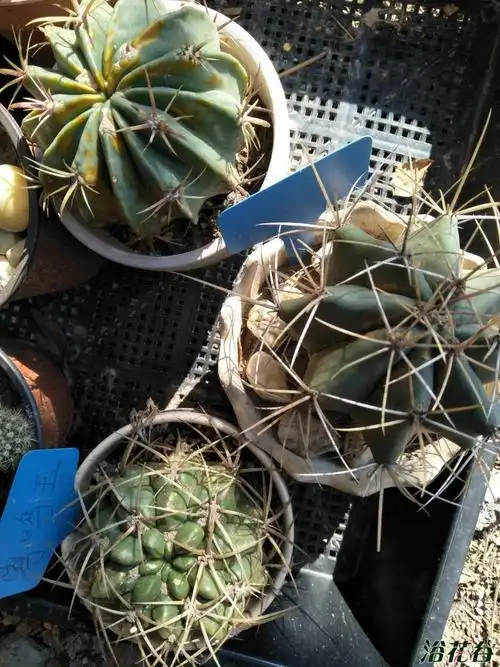 仙人球有锈斑怎么回事,是不是冻的问题.