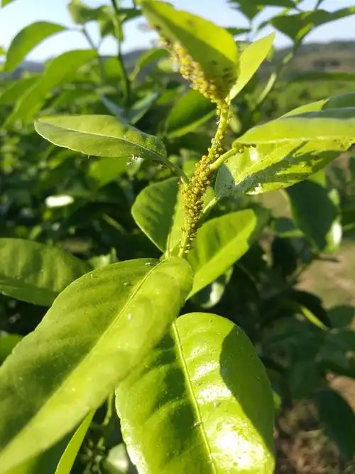 普卫特～柑橘蚜虫篇