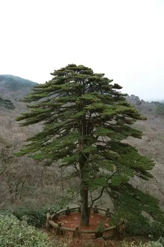 这颗松树据说叫团结松,就是生长的树枝紧密的团结在一起