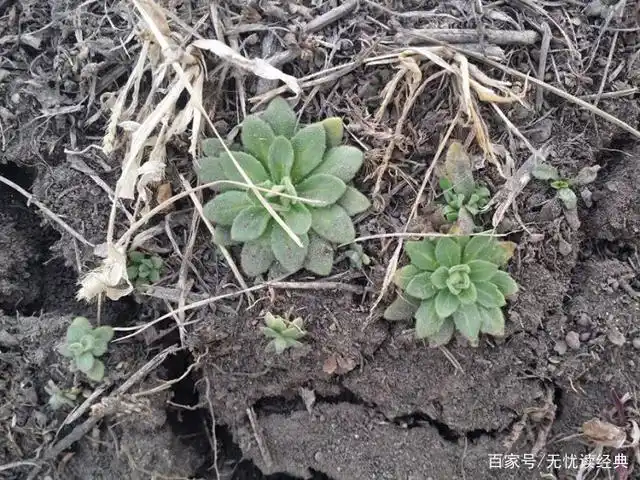 古代度荒年饥馑的野菜——猫耳朵