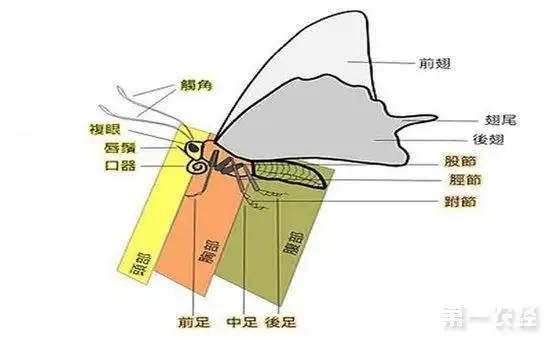 蝴蝶的身体结构示意图