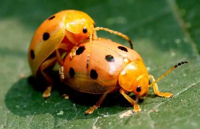 十一星瓢虫是害虫吗? - 农业常识 - 黔农网