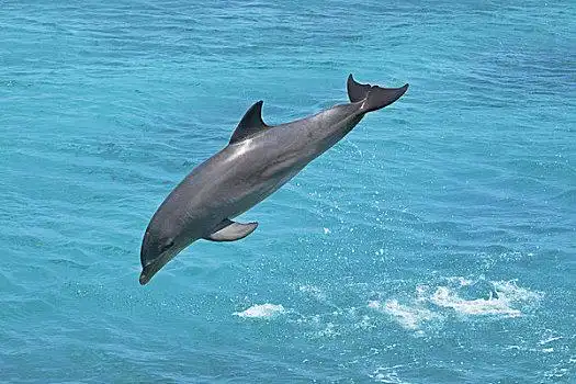 荷属列斯群岛,加勒比海,大西洋瓶鼻海豚,宽吻海豚,海洋