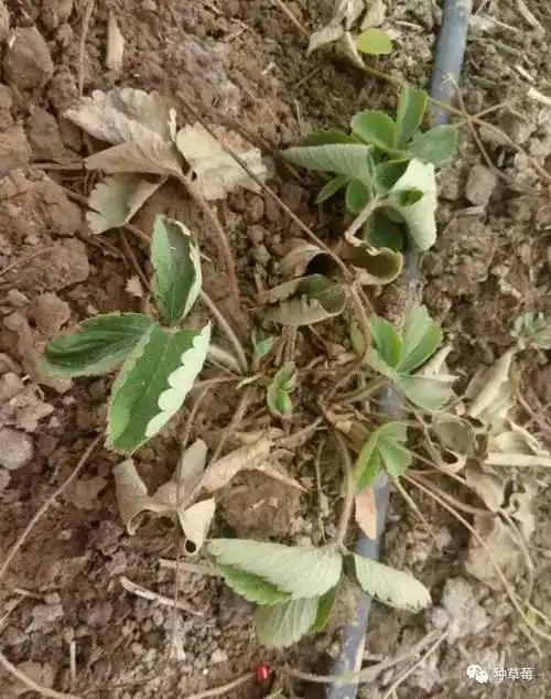 大量草莓病害图片对照看看你家草莓是否得病了