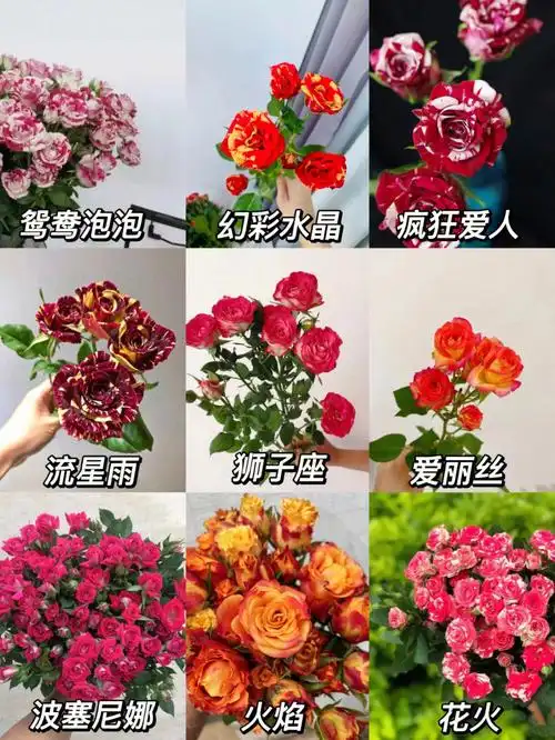 多头玫瑰泡泡9款双色品种介绍