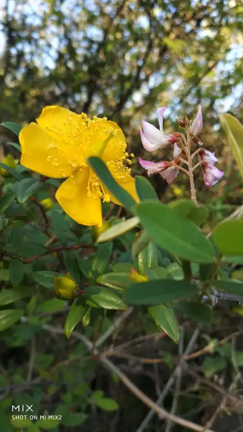 山上各色野花竞相盛开.