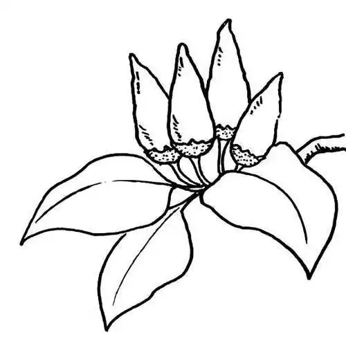 朝天椒简笔画图片辣椒简笔画步骤2