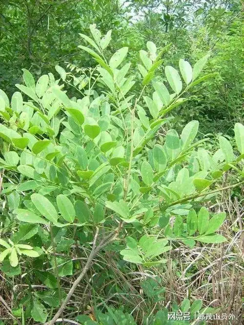 买家具,莫盲目,红木基础知识看过来|檀香|黄檀|花梨|红酸枝|紫檀_网易