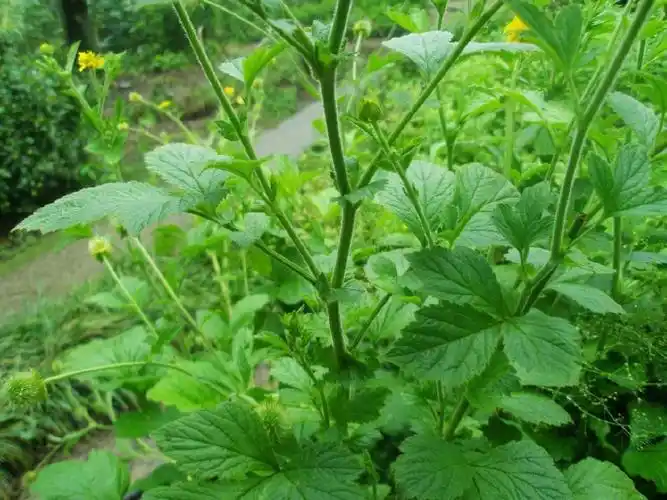 叫做"蓝布正",据农村里的老人家说,其实这种野草叫做路边青