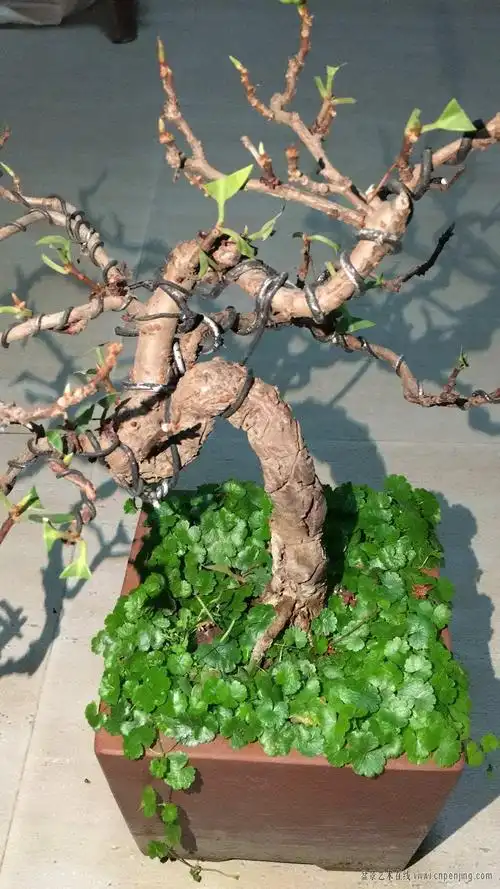 盆景艺术在线-这几年论坛没见过这么好的南五味子熟桩!明价!