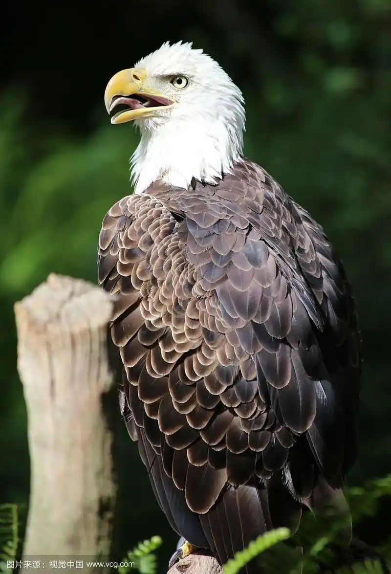 白头大雕的特写