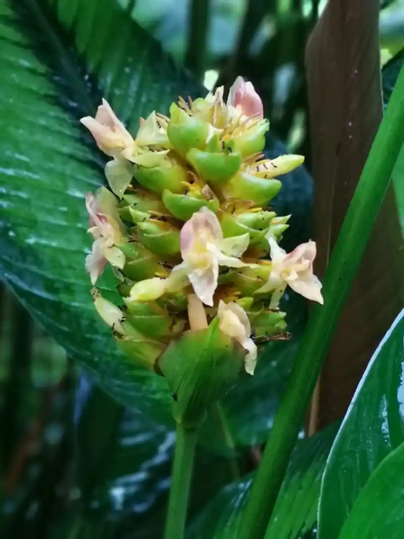 柊叶  柊叶是竹芋科,柊叶属多年生草本植物株高可达1米,叶基 - 抖音