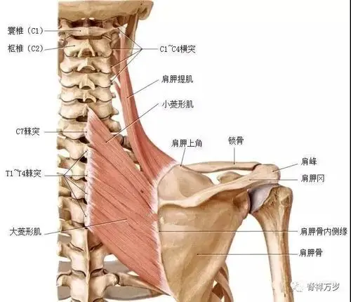 肩颈手法需要松懈的肌肉
