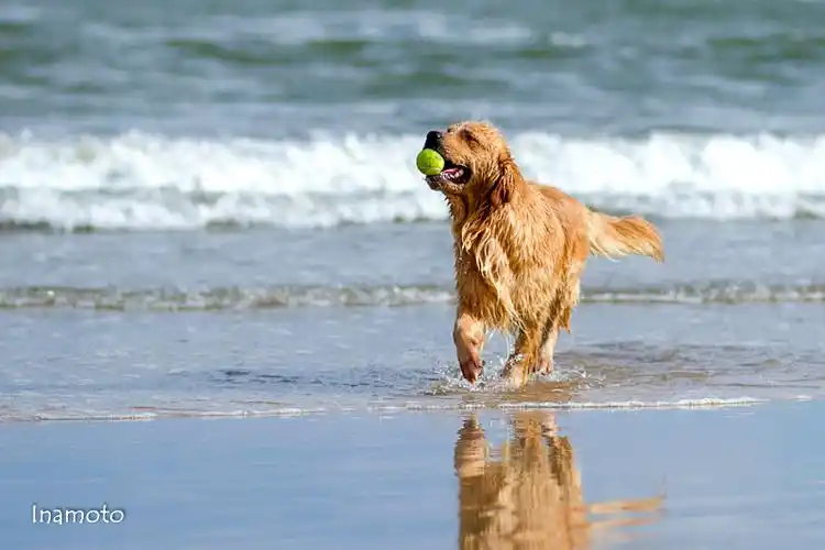 海边的金毛寻回猎犬查看大图【海边的金毛寻回猎犬】 第 2 幅海边的