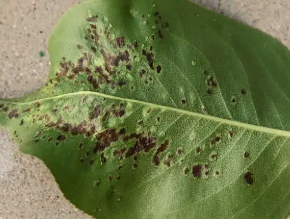 万寿菊的病虫害防治有哪些? - 养花问答 - 四季盆栽