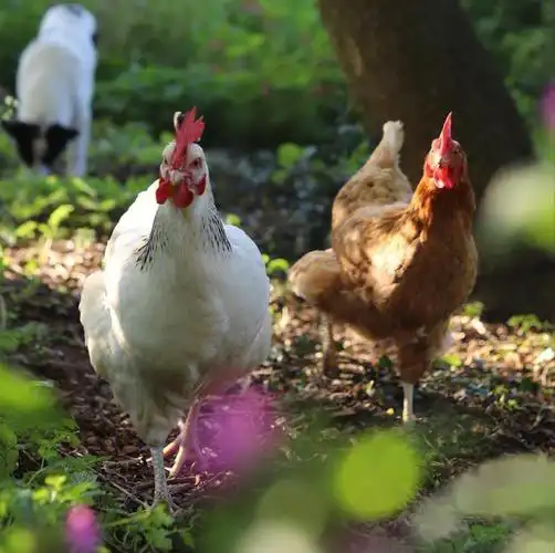小时候的夏天有西瓜有蒲扇有鸡鸭鹅