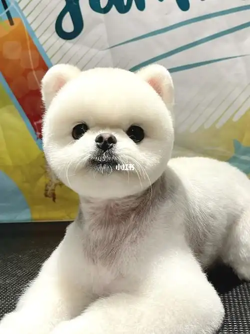 博美俊介  #天生的美博美犬  #博美造型  #博美海豹造型  #寵物店