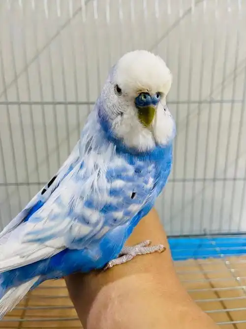 ajaj活体虎皮大头大体型蘑菇头鹦鹉可繁殖可教说话雏鸟上手观赏特色鸟