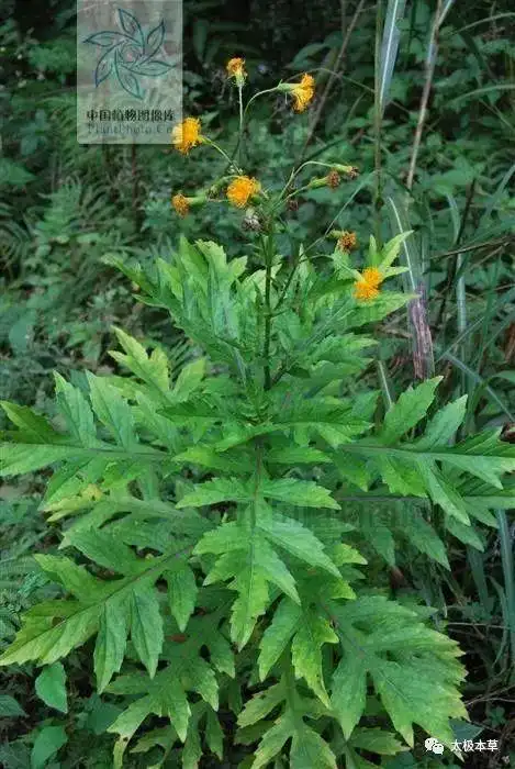 见肿消见过吗能活血消肿治跌打损伤瘀血肿痛