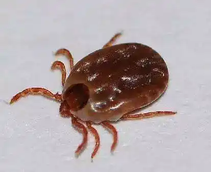 一旦有宠物经过就乘机爬到宠物身上, 附着并吸血.