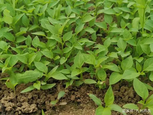 辣椒苗 - 热门商品专区