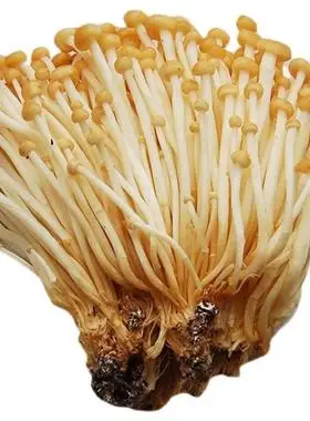 新鲜黄金针菇正宗金黄色蘑菇菌菇