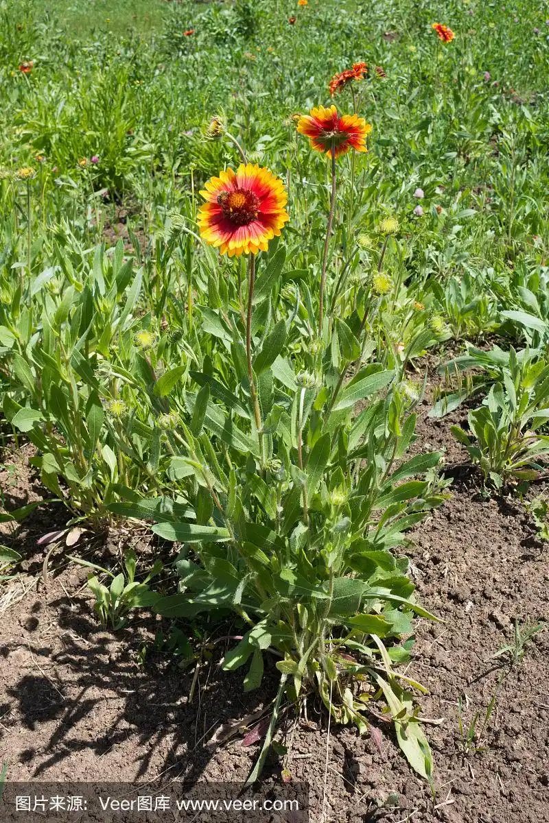 亮花头和绿色的叶子