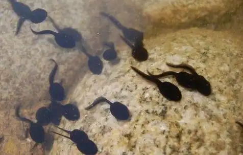 其实还有问其他同龄朋友的 小时候在外婆家捞了这么多小蝌蚪的我