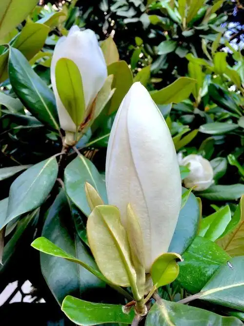 花中淑女广玉兰