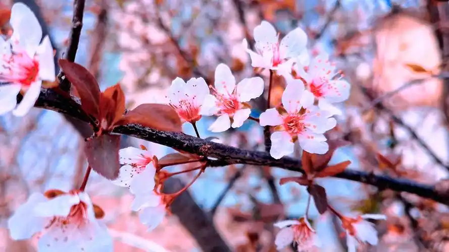 春天的样子李花