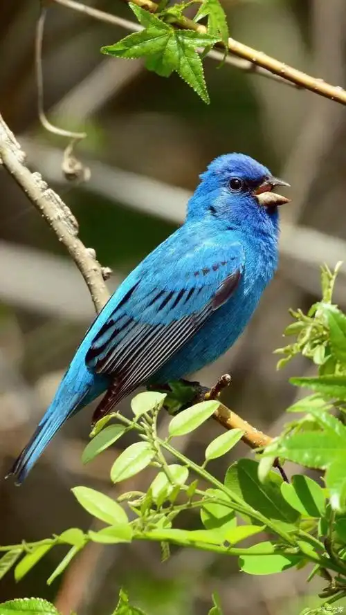 鸟类摄影作品分享